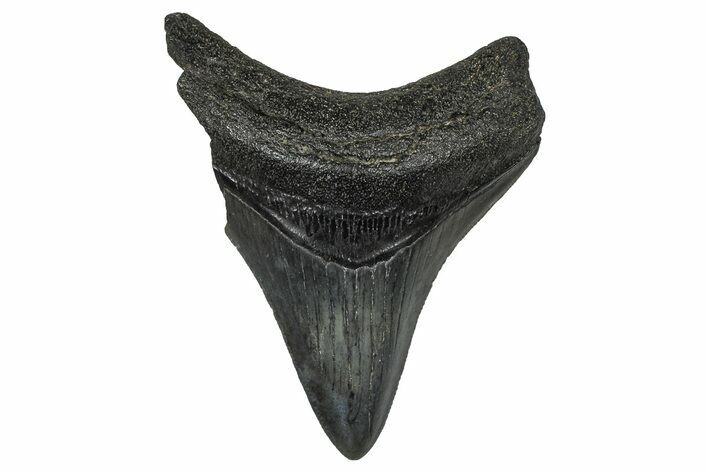 Juvenile Megalodon Tooth - South Carolina #368689